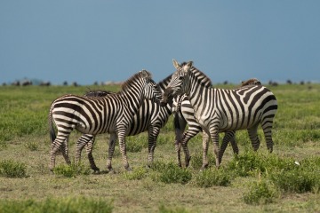 Zebras of the Serengeti || Serengeti National Park, Tanzania