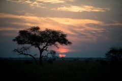 Acacia Sunset || Serengeti National Park, Tanzania