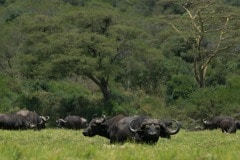 African Buffalo in Ngurdoto Crater || Arusha National Park, Tanzania