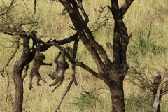 Baboon Playtime || Serengeti National Park, Tanzania