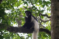 Black and White Colobus Monkey || Arusha National Park, Tanzania