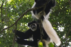 Black and White Colobus Monkeys || Arusha National Park, Tanzania