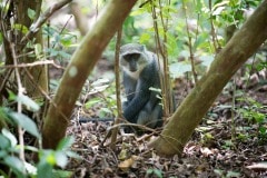 Blue Monkey || Jozani Chwaka Bay National Park, Zanzibar