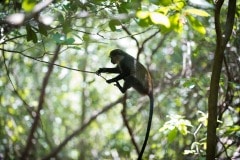 Blue Monkey Swing || Jozani Chwaka Bay National Park, Zanzibar