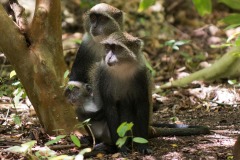 Blue Monkeys || Jozani Chwaka Bay National Park, Zanzibar