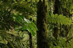 Bwindi Forests || Bwindi Impenetrable National Park, Uganda