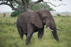 Elephant || Serengeti National Park, Tanzania