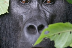 Eyes of a Kahungye Gorilla || Bwindi Impenetrable National Park, Uganda