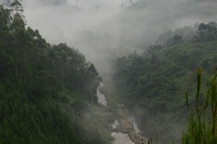 Fog in the Virunga Mountains || Uganda