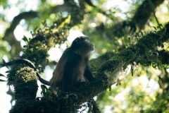 Golden Monkey || Mgahinga Gorilla National Park, Uganda