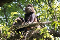 Golden Monkeys || Mgahinga Gorilla National Park, Uganda
