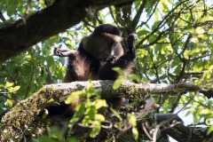 Golden Monkeys || Mgahinga Gorilla National Park, Uganda