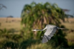 Grey Heron Flight 1 || Serengeti National Park, Tanzania