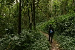 Hiking Bwindi Impenetrable National Park || Uganda