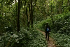 Hiking Bwindi Impenetrable National Park || Uganda