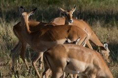 Impala || Serengeti National Park, Tanzania