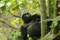 Kahungye Gorilla Family || Bwindi Impenetrable National Park, Uganda