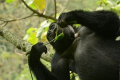 Kahungye Gorilla Family || Bwindi Impenetrable National Park, Uganda