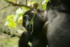 Kahungye Gorilla Family || Bwindi Impenetrable National Park, Uganda