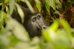 Kahungye Gorilla Family || Bwindi Impenetrable National Park, Uganda