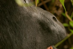 Kahungye Gorilla Family || Bwindi Impenetrable National Park, Uganda