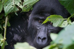 Kahungye Gorilla Family || Bwindi Impenetrable National Park, Uganda