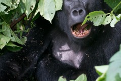 Kahungye Gorilla Family || Bwindi Impenetrable National Park, Uganda