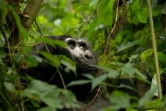 Kahungye Silverback Gorilla || Bwindi Impenetrable National Park, Uganda