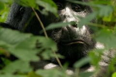 Kahungye Silverback Gorilla || Bwindi Impenetrable National Park, Uganda