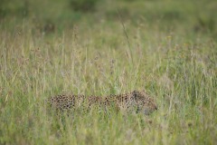Leopard Hunt || Serengeti National Park, Tanzania