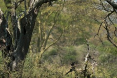 Leopard Lounging || Serengeti National Park, Tanzania