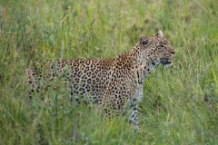 Leopard Watch || Serengeti National Park, Tanzania