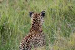 Leopard Watching || Serengeti National Park, Tanzania