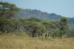 Lion Mother || Serengeti National Park, Tanzania