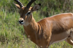 Majestic Impala || Serengeti National Park, Tanzania