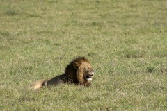 Male Lion || Ngorongoro Crater, Tanzania
