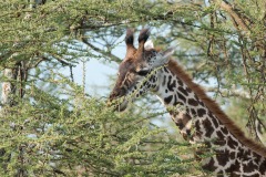 Masai Giraffe || Serengeti National Park, Tanzania