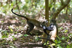 Monkeying Around || Jozani Chwaka Bay National Park, Zanzibar