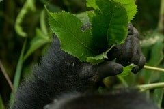 Nkuringo Gorilla || Bwindi Impenetrable National Park, Uganda