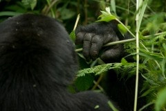 Nkuringo Gorilla || Bwindi Impenetrable National Park, Uganda