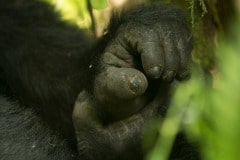 Nkuringo Gorilla || Bwindi Impenetrable National Park, Uganda