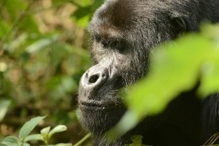 Nkuringo Gorilla || Bwindi Impenetrable National Park, Uganda
