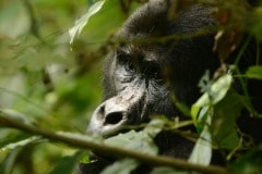 Nkuringo Gorilla || Bwindi Impenetrable National Park, Uganda