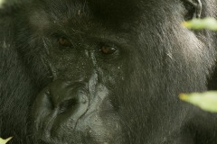 Nkuringo Gorilla || Bwindi Impenetrable National Park, Uganda