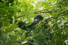 Nkuringo Gorilla || Bwindi Impenetrable National Park, Uganda