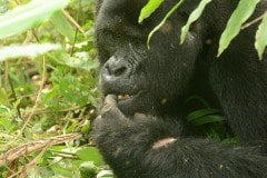 Nkuringo Gorilla || Bwindi Impenetrable National Park, Uganda