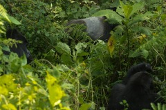 Nkuringo Silverback Gorilla || Bwindi Impenetrable National Park, Uganda