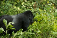 Nkuringo Silverback Gorilla || Bwindi Impenetrable National Park, Uganda