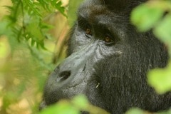 Nkuringo Silverback Gorilla || Bwindi Impenetrable National Park, Uganda