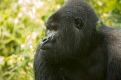 Nkuringo Silverback Gorilla || Bwindi Impenetrable National Park, Uganda